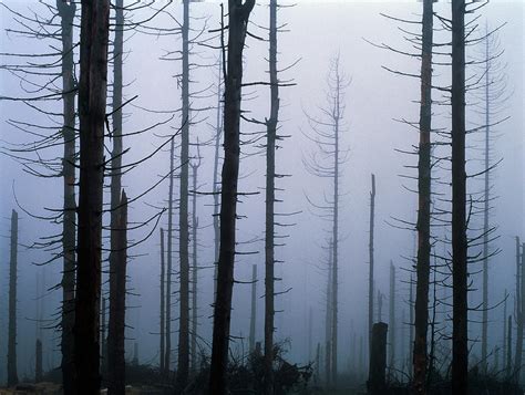 Acid Rain-damaged Trees: Karkonoski Nat.pk Photograph by Simon Fraser ...