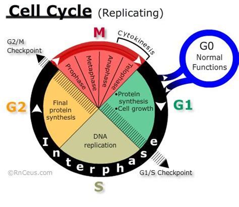 When and Why does G0 phase occur? ~ Biology ~ AnswerBun.com