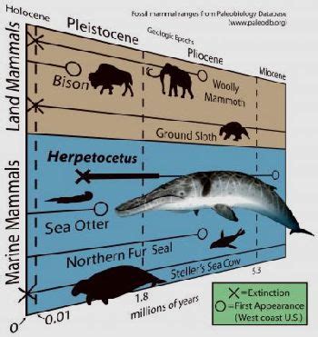 Dwarf whale survived well into Ice Age - FossilScience.com