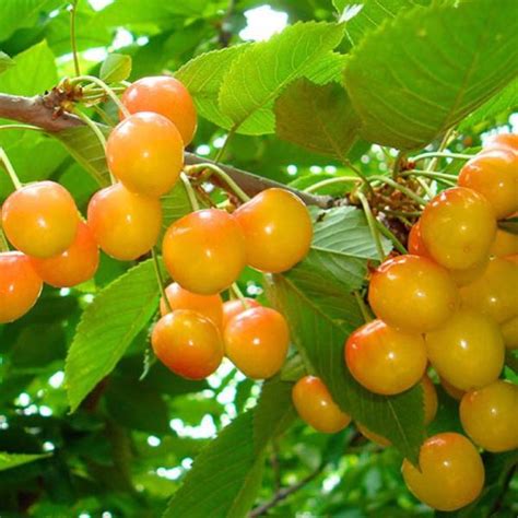 Yellow Cherry Fruit Seeds — USA Garden Center