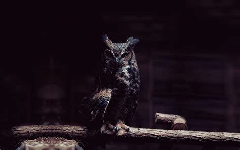 Owl Wallpapers - Wallpaper Cave