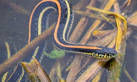 These 3 Water Snakes Call Minnesota Home. Are Any Dangerous? - A-Z Animals