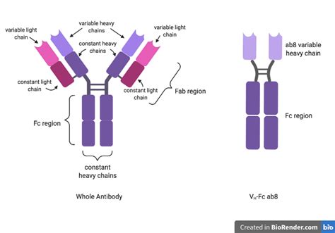 You Don't Need the Whole Antibody | Virology Blog