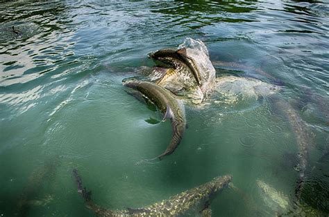 Tarpon Jump Photograph by Kristina Deane | Fine Art America