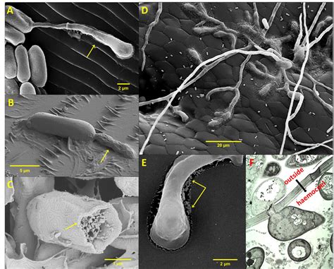 Key morphological features of entomopathogenic fungi interacting with ...