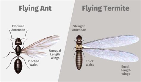 Identify Termites Vs Winged Ant