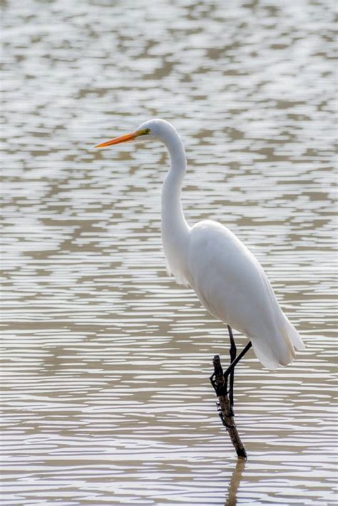 What do Cranes Symbolize? 9 Crane Bird Spiritual Meanings