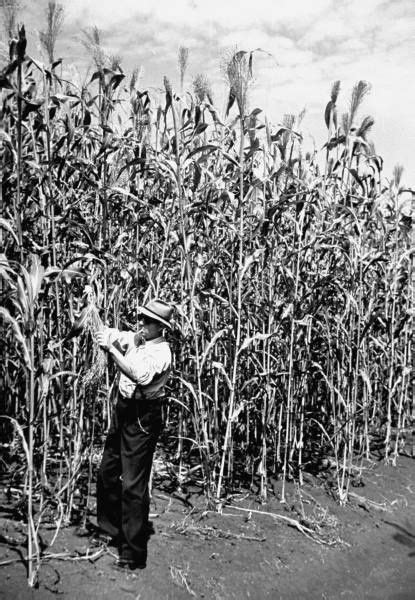 Checking His Corn Field | Farm town, Old western movies, Farm life