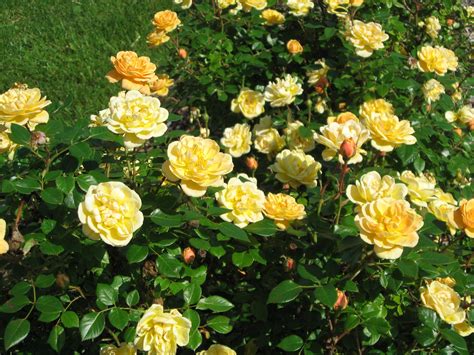 Yellow Climbing Rose Varieties