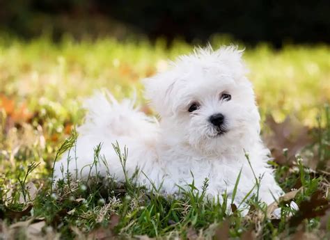 Are Maltese Easy to Train? (w/ Training & Housebreaking Tips)