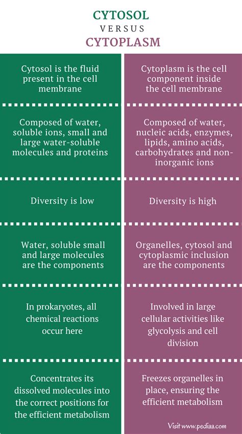 Difference Between Cytosol and Cytoplasm | Composition, Properties ...