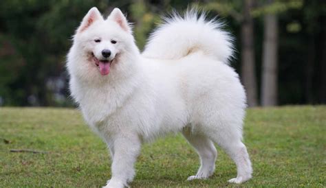 Samoyed Dog Breed Information, Images, Characteristics, Health