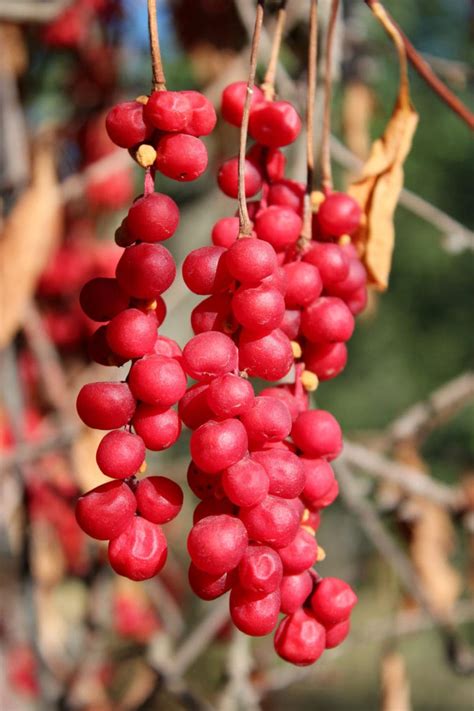 12 Schisandra Benefits - Healthier Steps