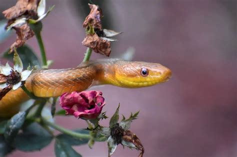 Let’s know about non-venomous snakes in Florida - Floridaing