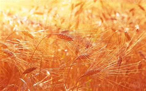 Wheat field background 1334798 Stock Photo at Vecteezy