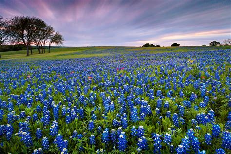 Field of Bluebonnet - Welcome to Texas | I finally got a web… | Flickr