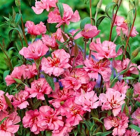 Ornamental Clarkia Pink Organic Flower 1g / 1000 Seeds | Etsy