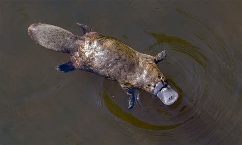 5 facts about platypus – Wonderworld