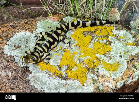 Barred Tiger Salamander Ambystoma mavortium Tucson, Arizona, United ...