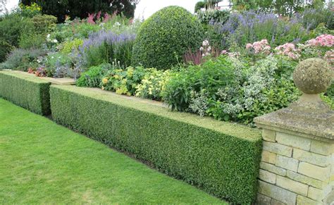 Box hedging softening wall and garden boundary. | Garden hedges, Small ...