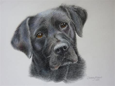 Black Labrador | Dog art | Pinterest | Black labrador, Labradors and ...