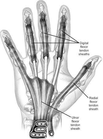 Left Leg Flexor Tendon Location : Flexor Hallucis Longus Pain Anatomy ...