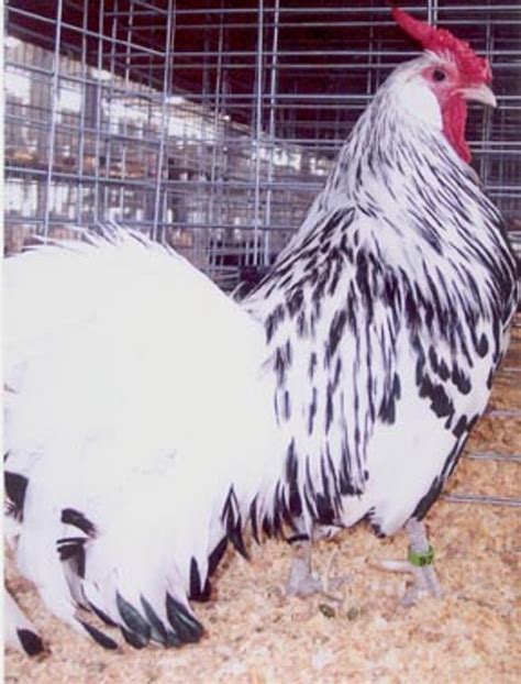 Silver Spangled Hamburg Chicken - Chicks for Sale | Cackle Hatchery