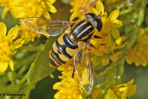 Flies that mimic wasps: Masquerading syrphid fly, Helophilus sp. — Bug ...