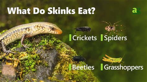 What Do Skinks Eat? 20+ Foods They Prefer - A-Z Animals