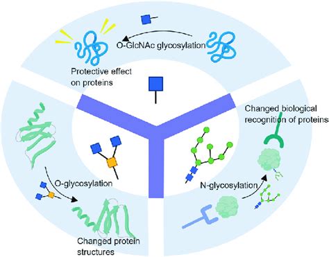 The effects of N-glycosylation/O-glycosylation/O-GlcNAc glycosylation ...