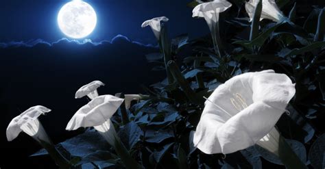 You Can Plant a Magical Moon Garden That Blooms at Night - The Keeper ...