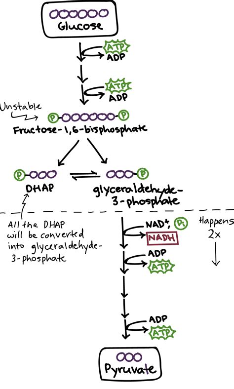 HonorChemistry 2017: Biochemistry: Glycolysis