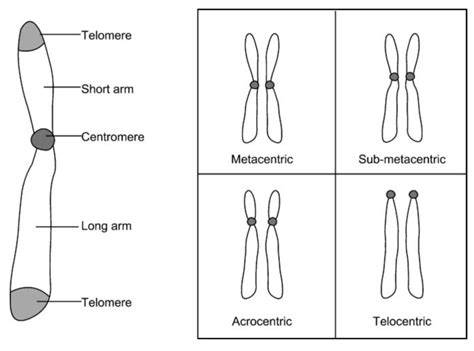 Centromere Types