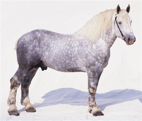 Percheron Horse Breed Profile