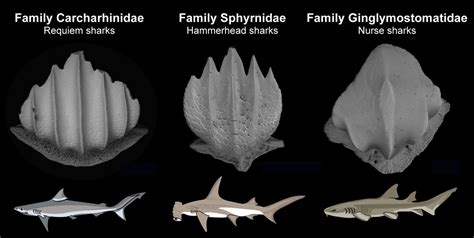 Чешуя ископаемой акулы дает представление о популяциях рифовых хищников ...