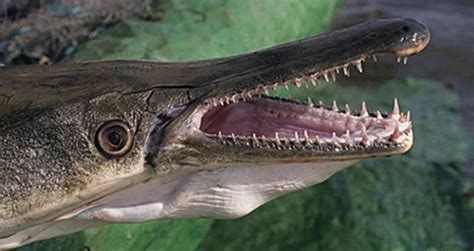 Do Alligator Gar Bite : They can pose a passive danger, though: