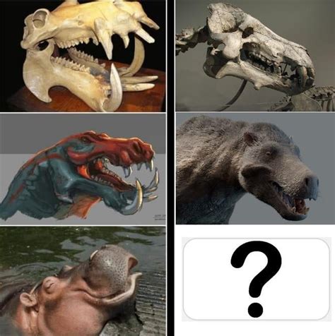 If hippo's skull is so scary, but the animal is actually chonky (and ...