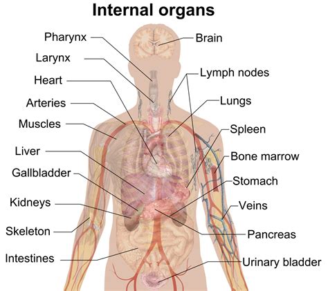 Organ (biology) - Wikipedia