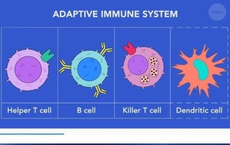 Health Videos: ‘How Vaccines Work With The Adaptive Immune System ...