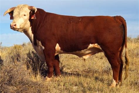 Hereford cattle - Wikipedia