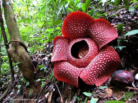 Cara Mewarnai Gambar Bunga Rafflesia - IMAGESEE