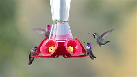 How to Clean A Hummingbird Feeder