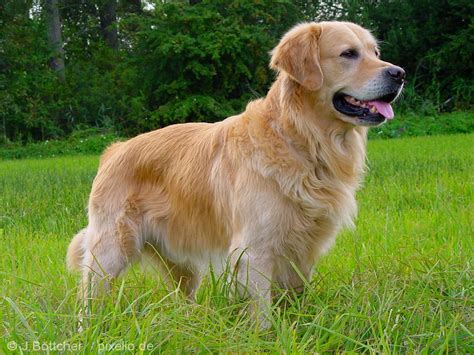 Golden Retriever | Dog-Breeds.com