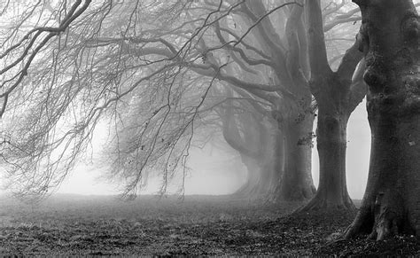 Heavy Branches, grayscale photo of bare trees, Black and White ...