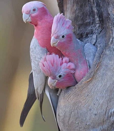 🔥 pink parrots 🔥 : r/NatureIsFuckingLit