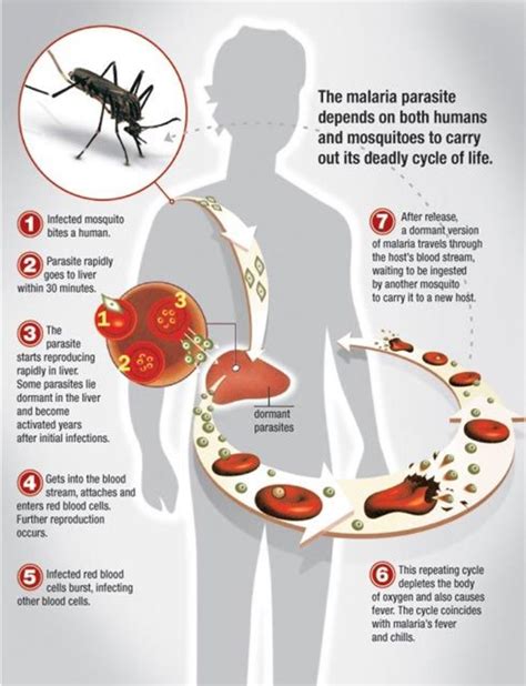 Why Do Mosquitoes Love to Bite Some People, But Not Others? | Owlcation