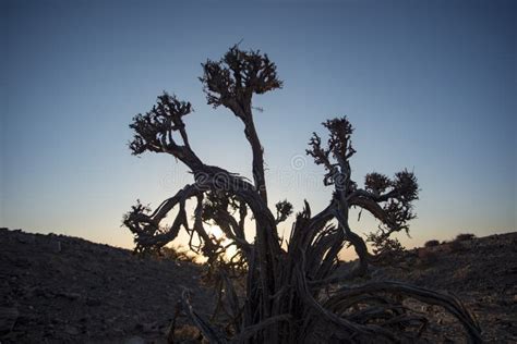 Plants in arid regions stock photo. Image of badlands - 104985034