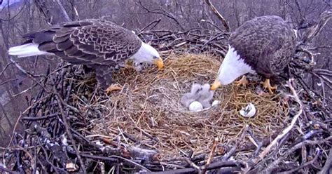 First bald eagle egg hatches in Hanover nest