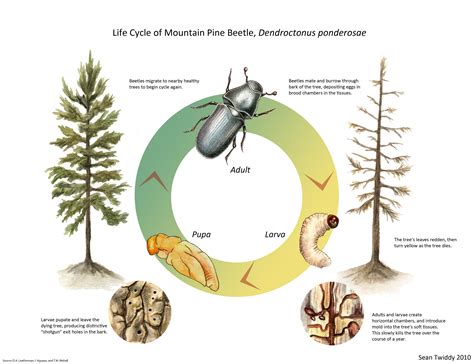 Species Spotlight : Bark Beetles