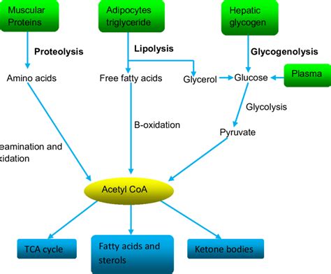 2 Illustrative diagram of sources and fates of acetyl-Coenzyme A ...